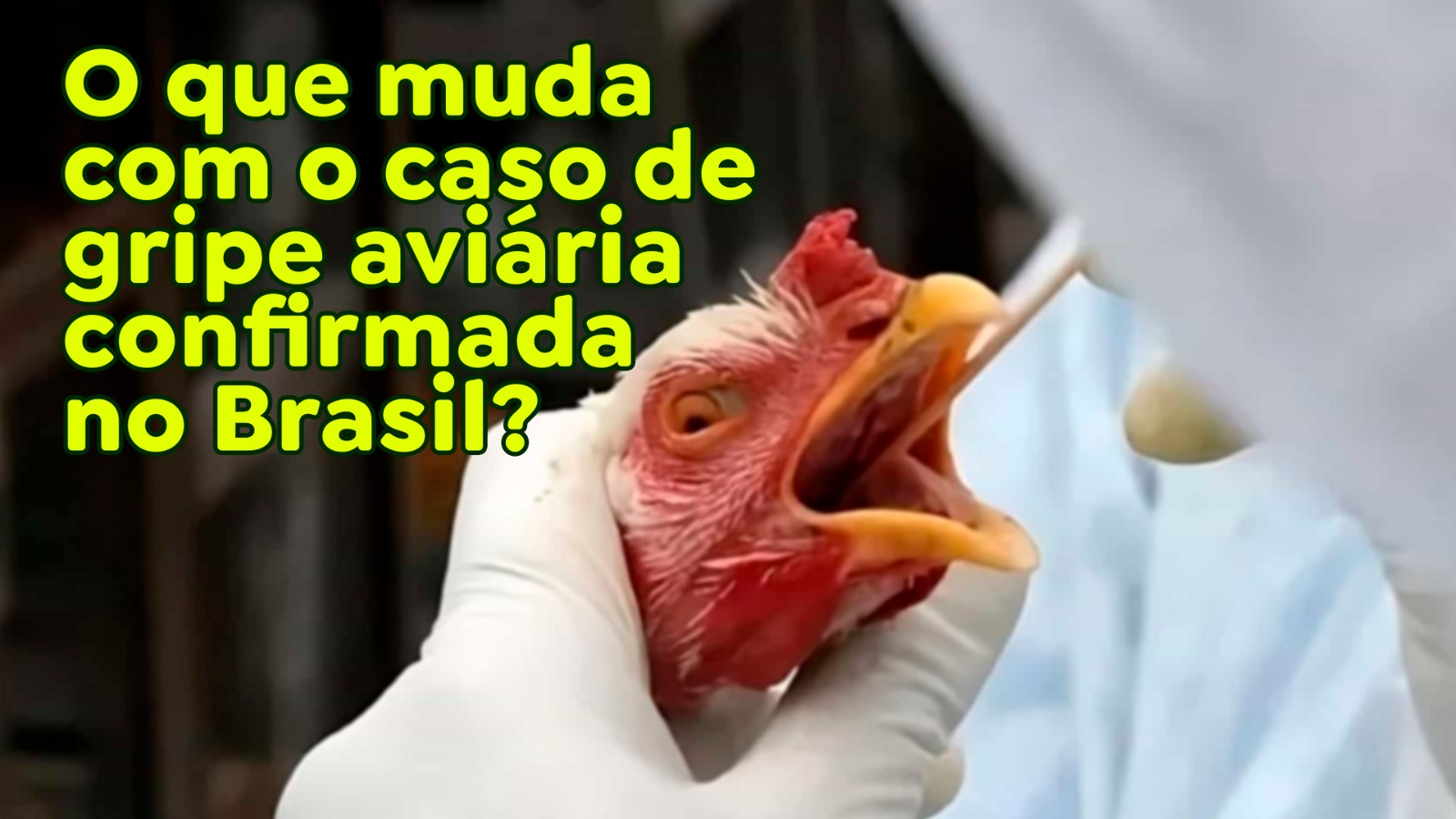 O que muda com o caso de gripe aviária confirmada no Brasil?