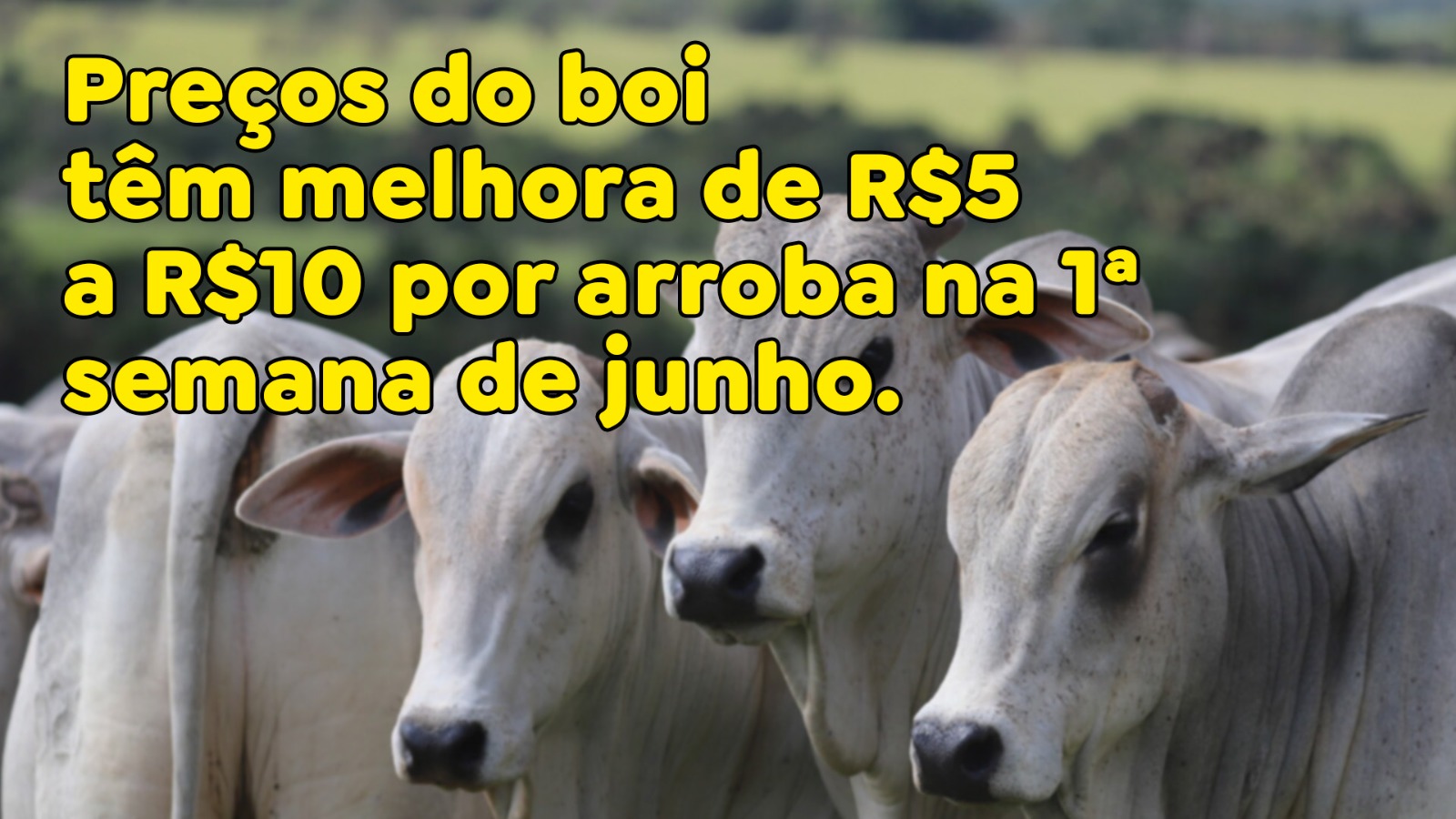 Preços do boi têm melhora de R$5 a R$10 por arroba na 1ª semana de junho.