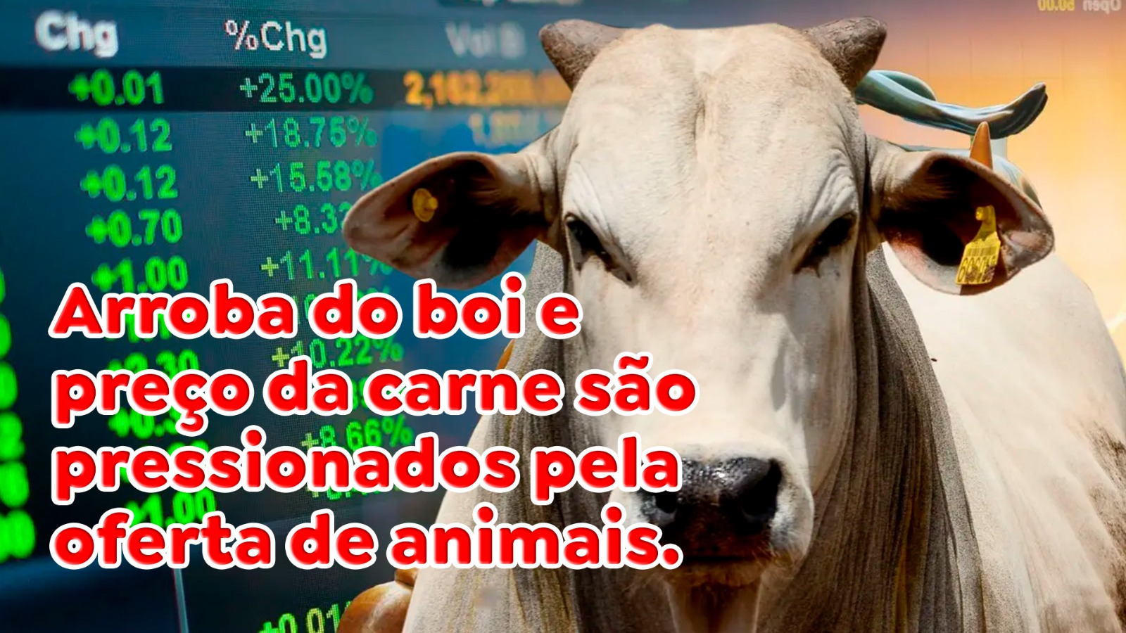 Arroba do boi e preço da carne são pressionados pela oferta de animais ...