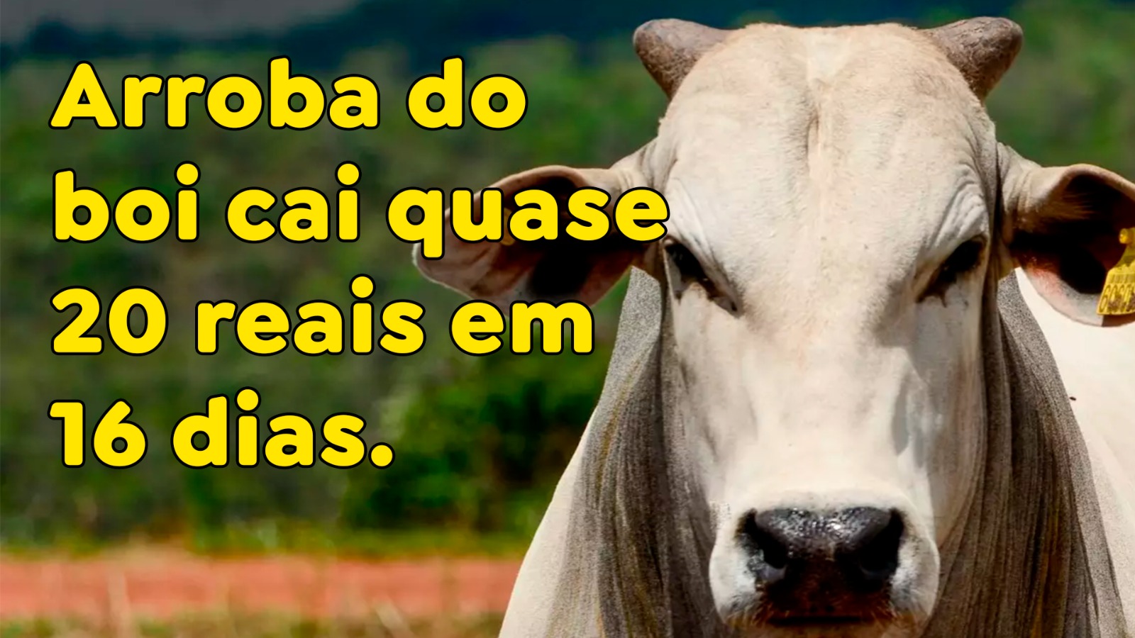 Arroba do boi cai quase 20 reais em 16 dias - Paracatu Rural