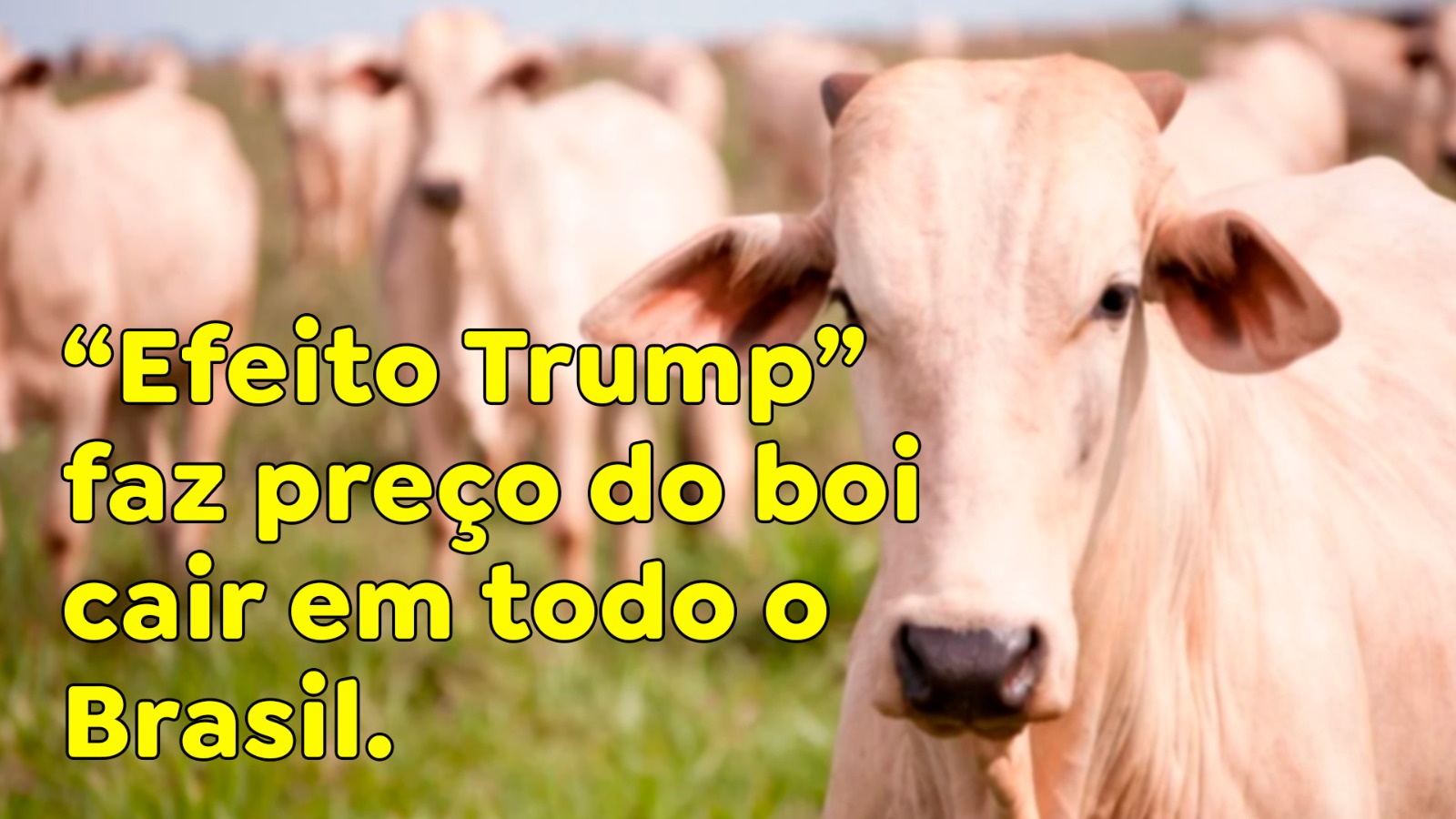 “Efeito Trump” faz preço do boi cair em todo o Brasil