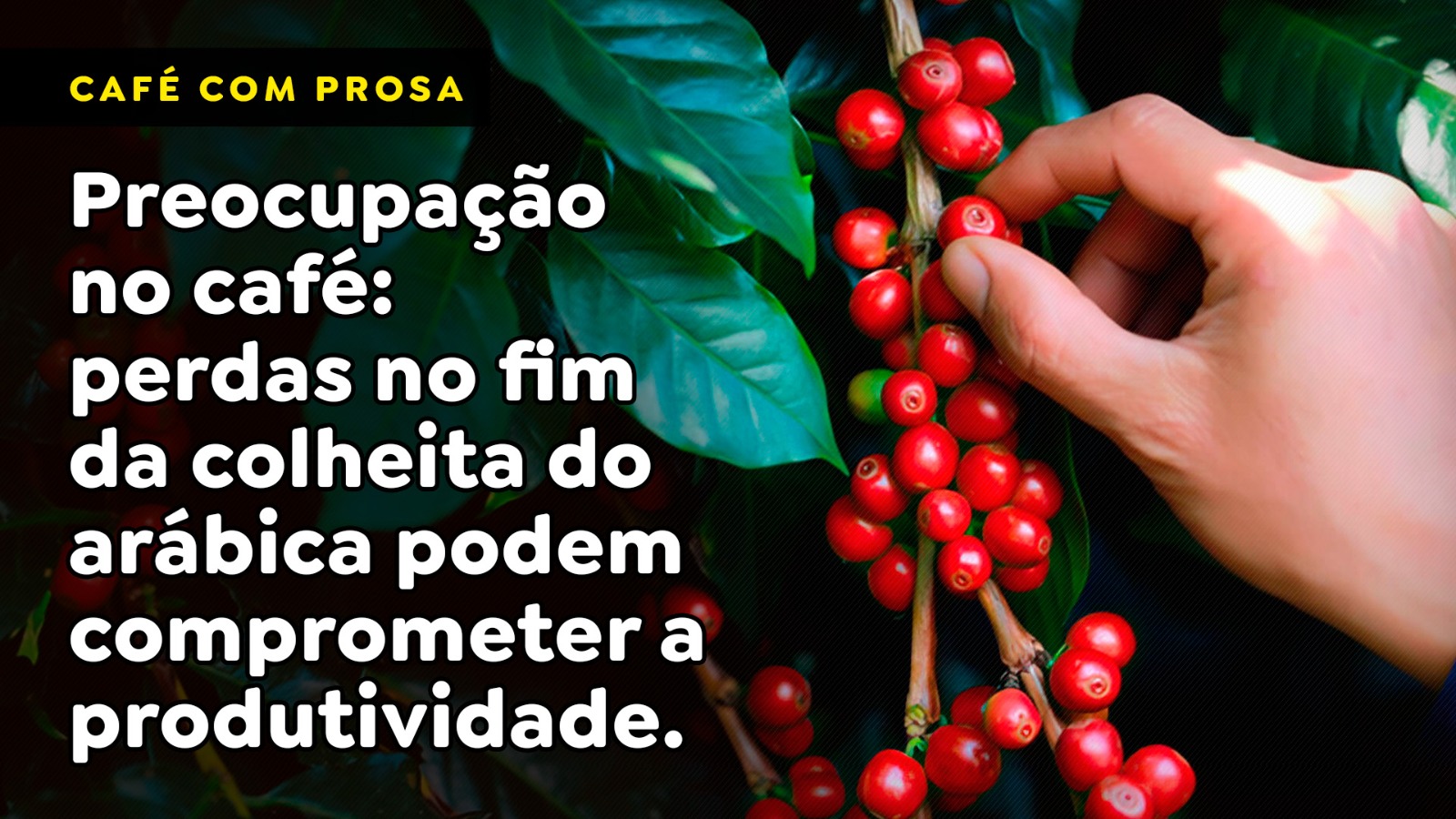 Preocupação no café: perdas no fim da colheita do arábica podem comprometer a produtividade