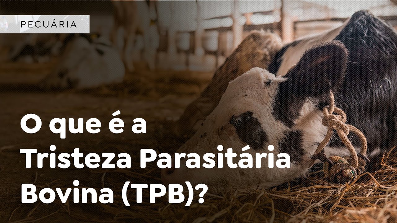 O que é a Tristeza Parasitária Bovina (TPB)?