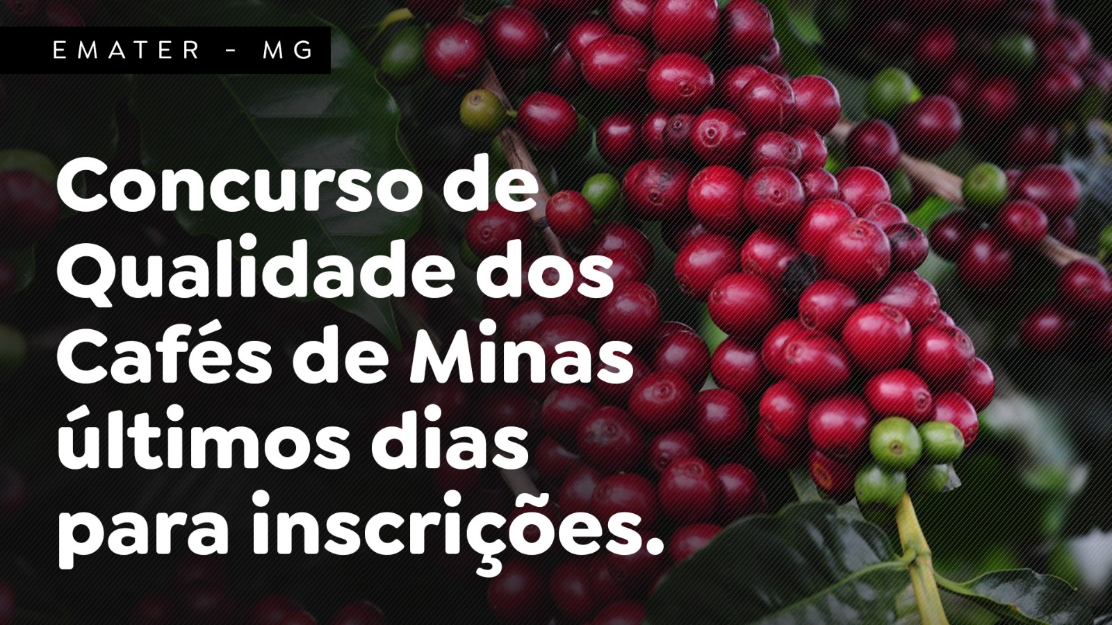 Concurso de Qualidade dos Cafés de MG - últimos dias para inscrições