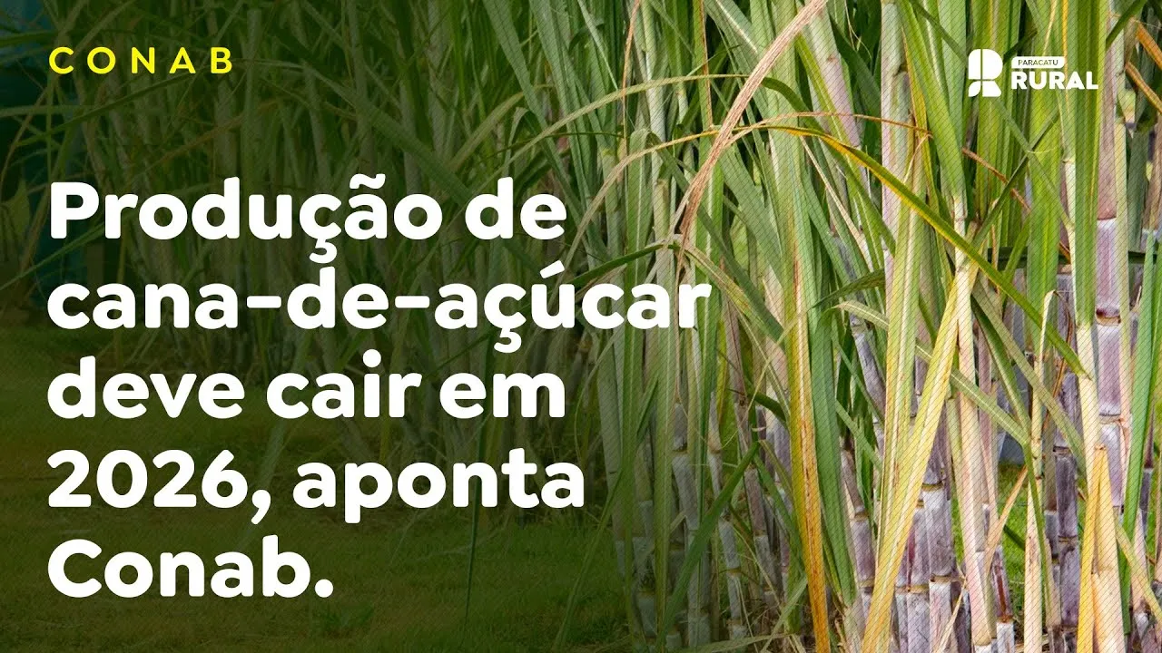 Produção de cana-de-açúcar deve cair em 2026, aponta Conab