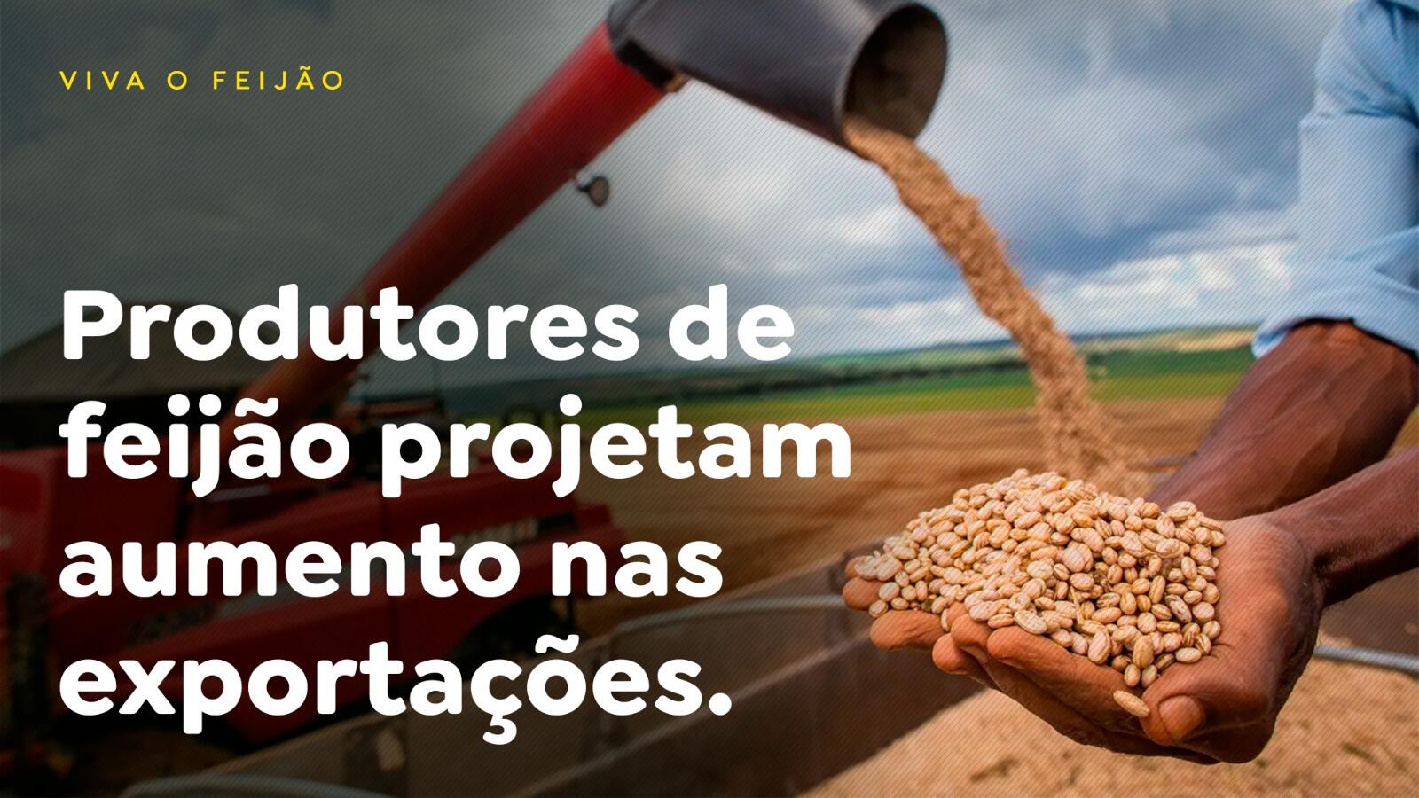 Produtores de feijão projetam aumento nas exportações