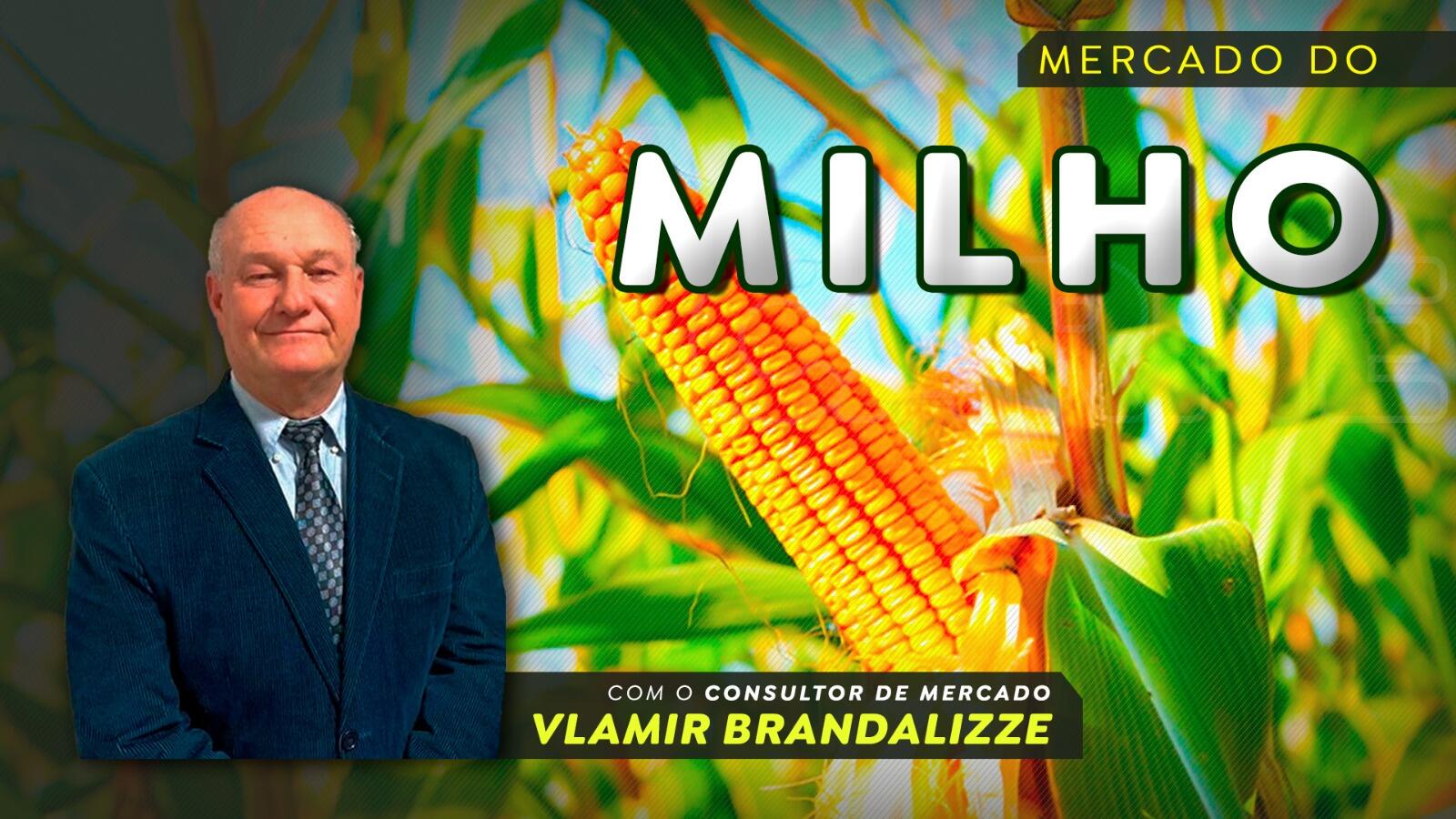 Milho safrinha: chuvas serão determinantes para definir produtividade