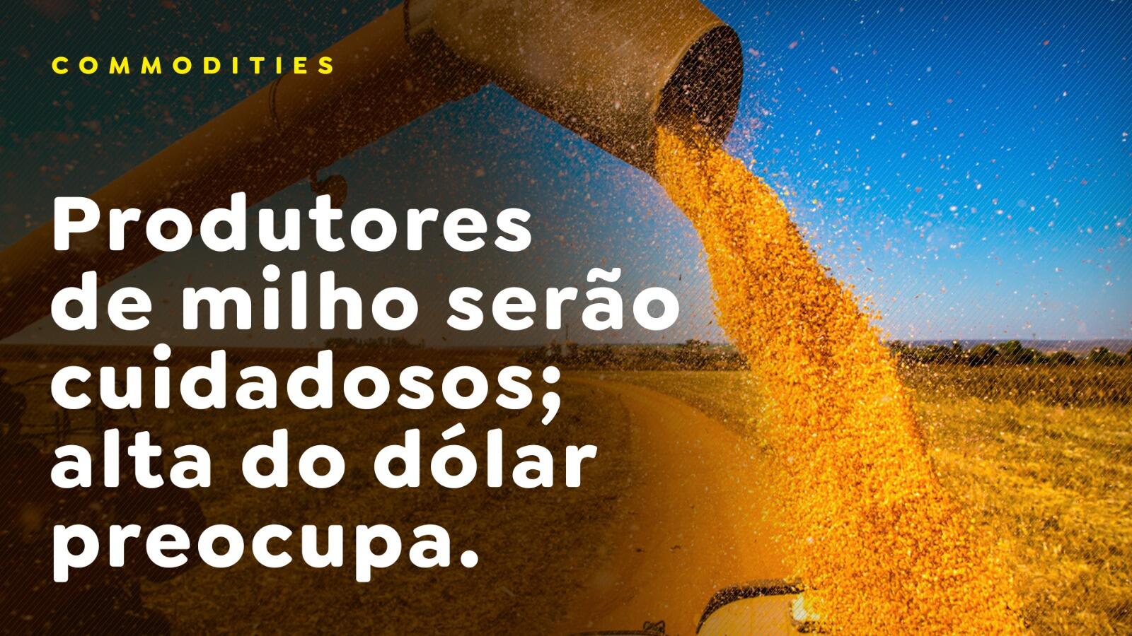 Produtores de milho serão cuidadosos; alta do dólar preocupa