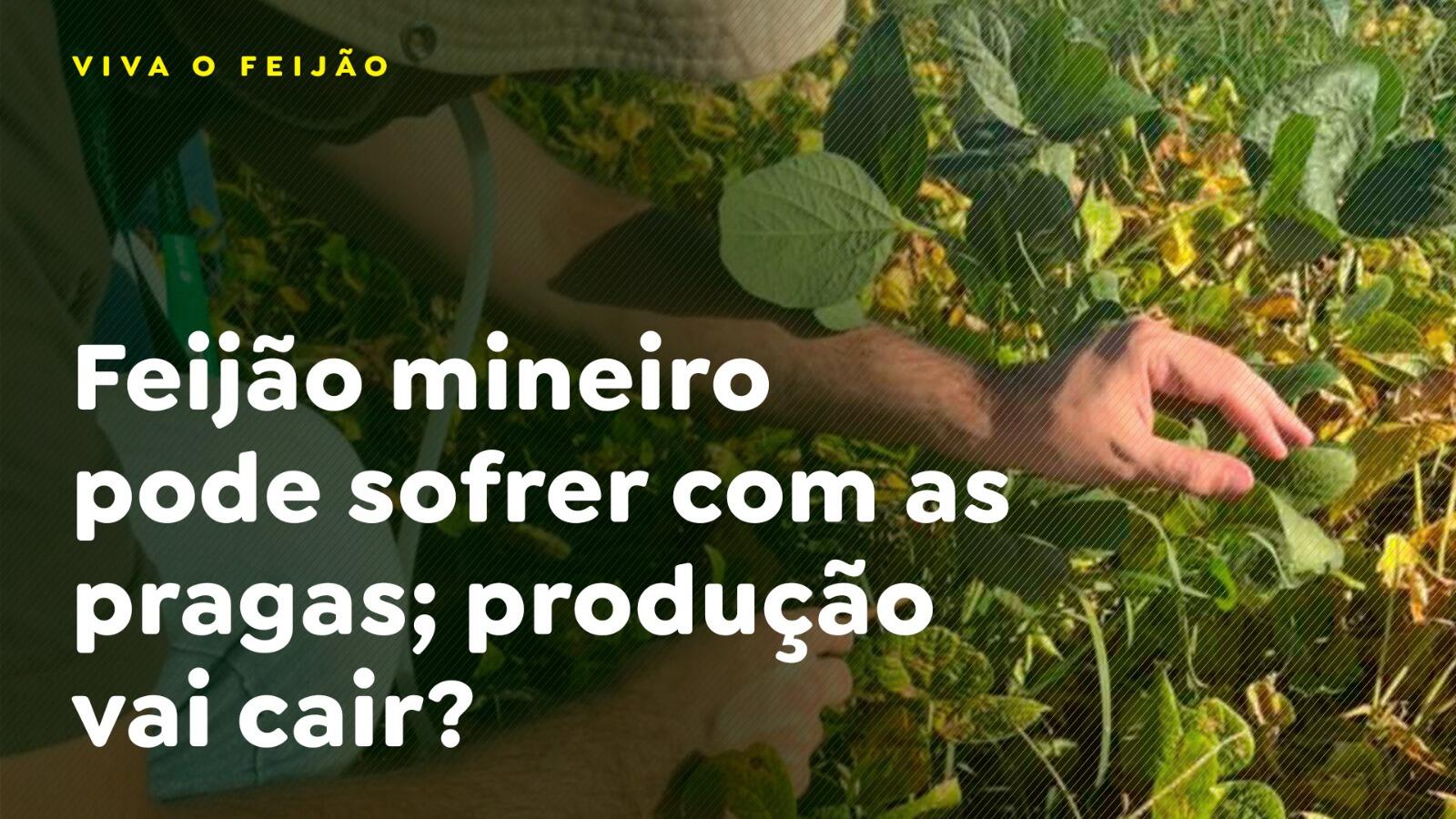 Feijão mineiro pode sofrer com as pragas; produção vai cair?
