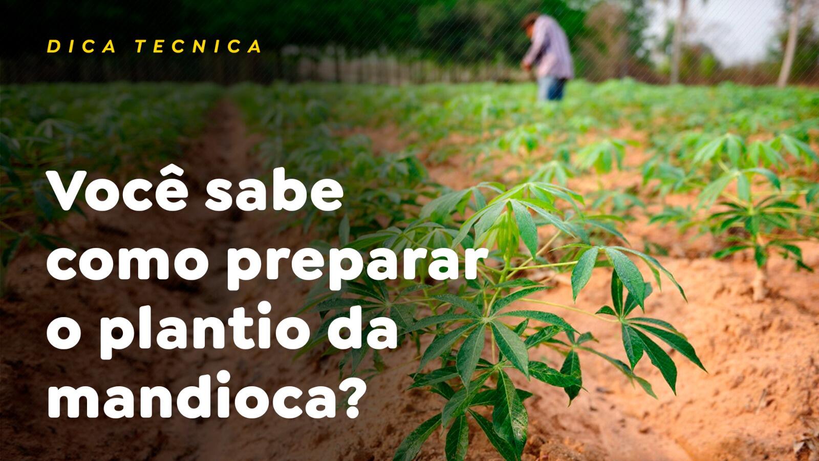 Você sabe como preparar o plantio da mandioca?