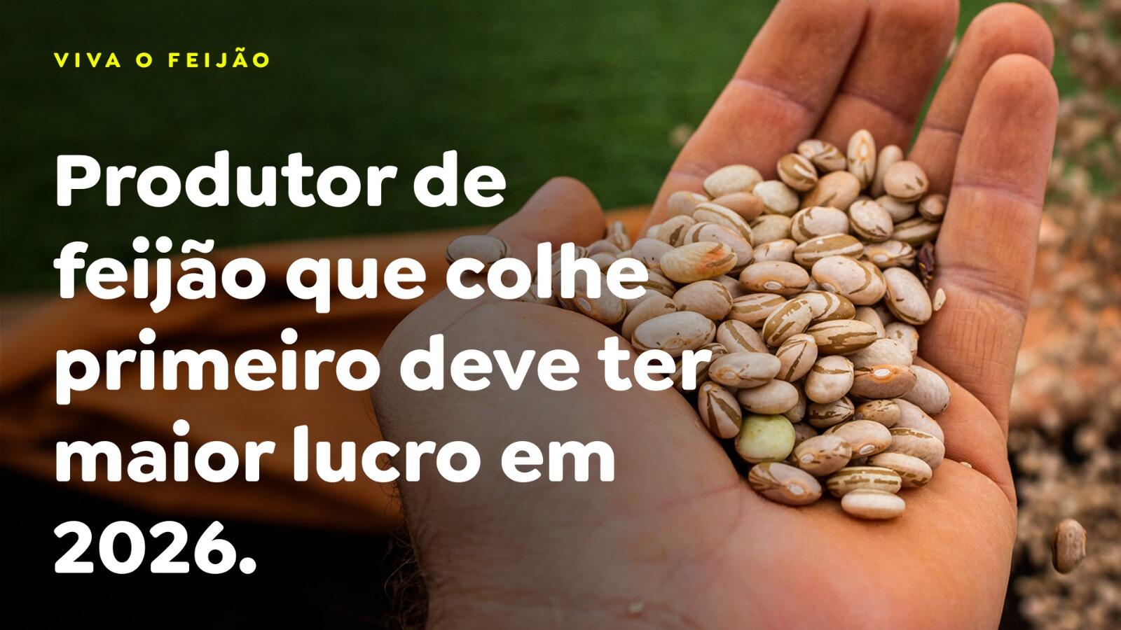 Produtor de feijão que colhe primeiro deve ter maior lucro em 2026