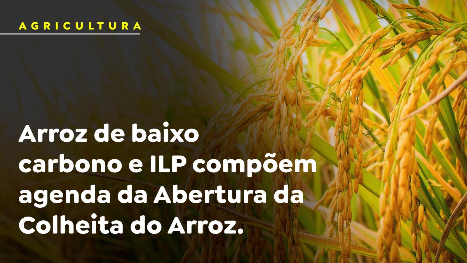 Arroz de baixo carbono e ILP compõem agenda da Abertura da Colheita do Arroz