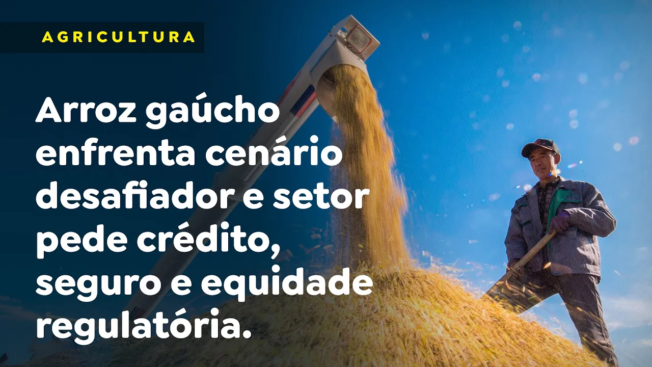 Arroz gaúcho enfrenta cenário desafiador e setor pede crédito, seguro e equidade regulatória