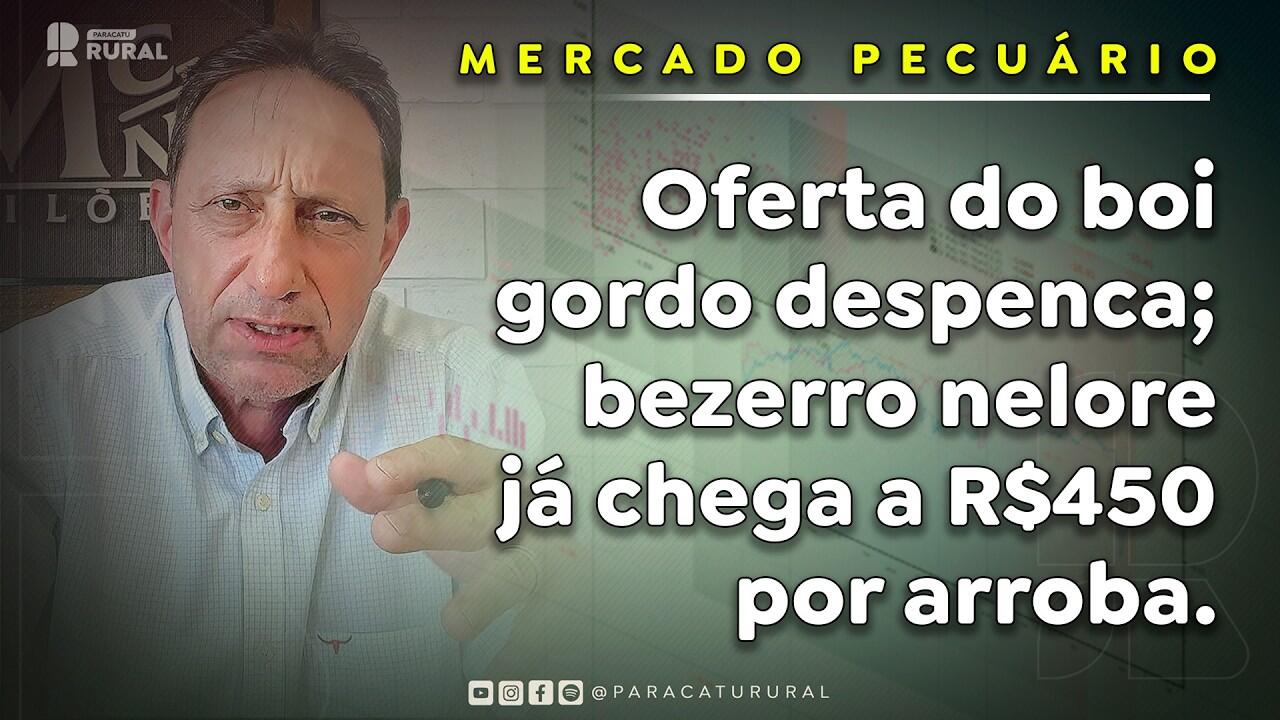 Oferta do boi gordo despenca; bezerro nelore já chega a R$450 por arroba