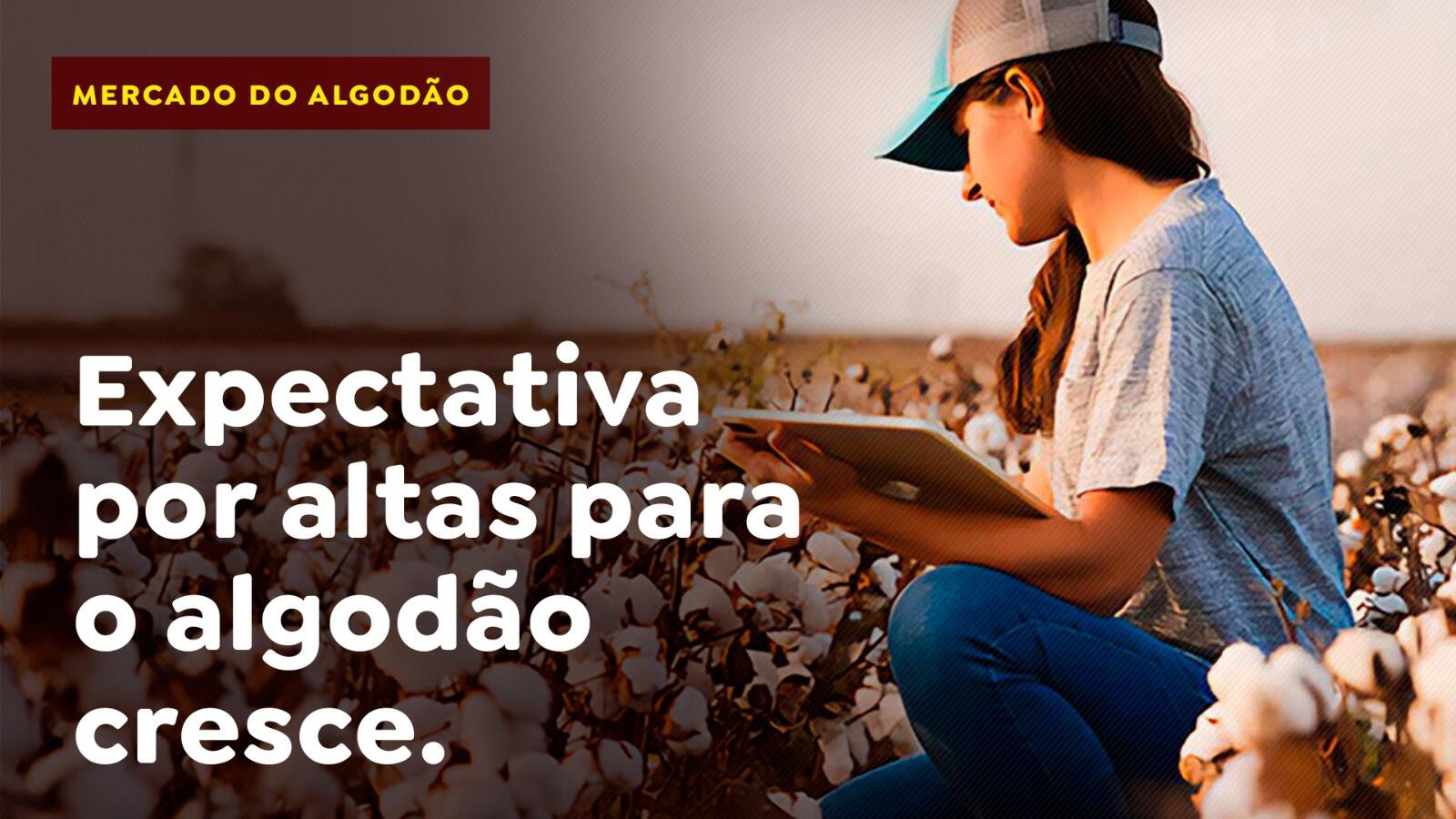 Expectativa por altas para o algodão cresce