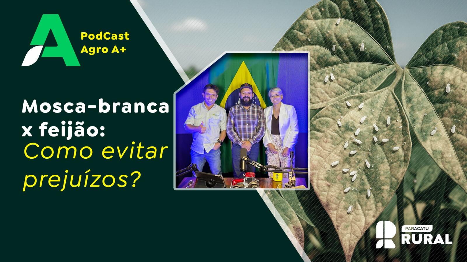 Mosca-branca x feijão – como evitar prejuízos?