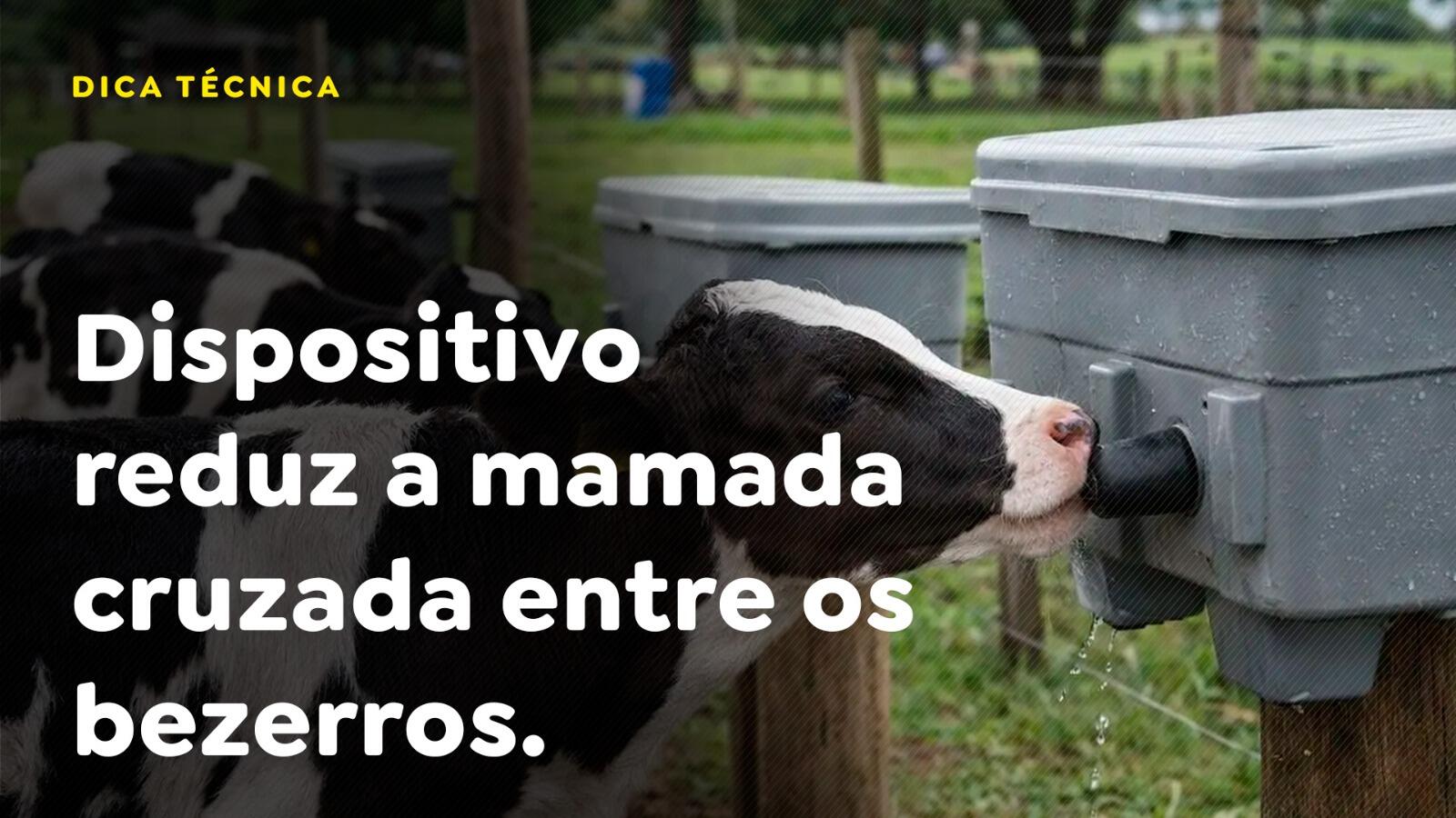 Dispositivo reduz a mamada cruzada entre os bezerros