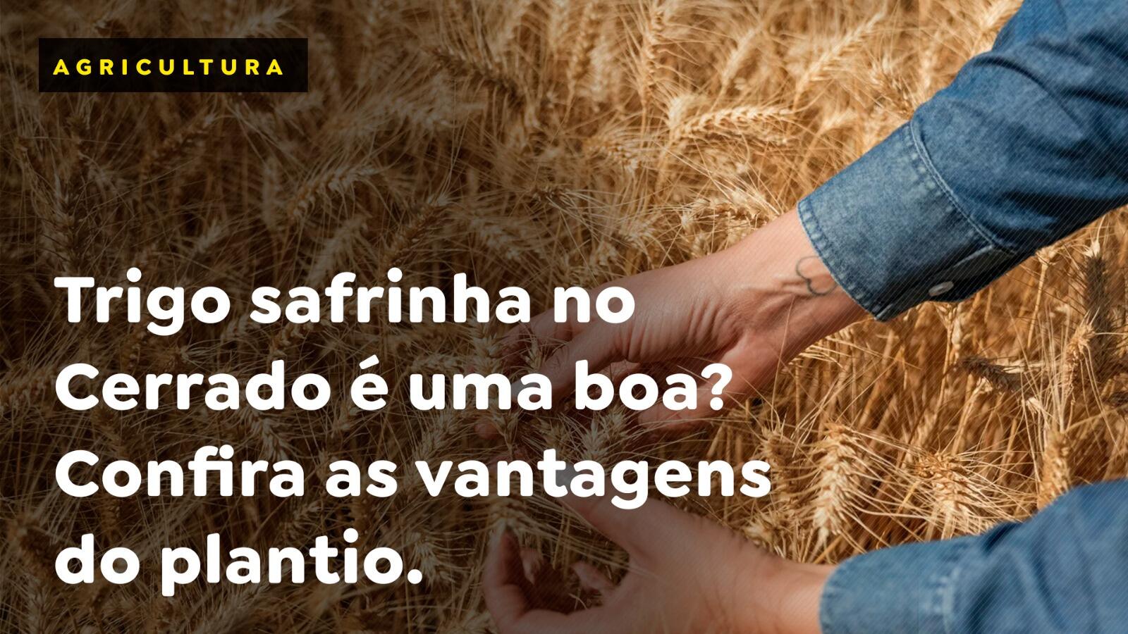 Trigo safrinha no Cerrado é uma boa? Confira as vantagens do plantio