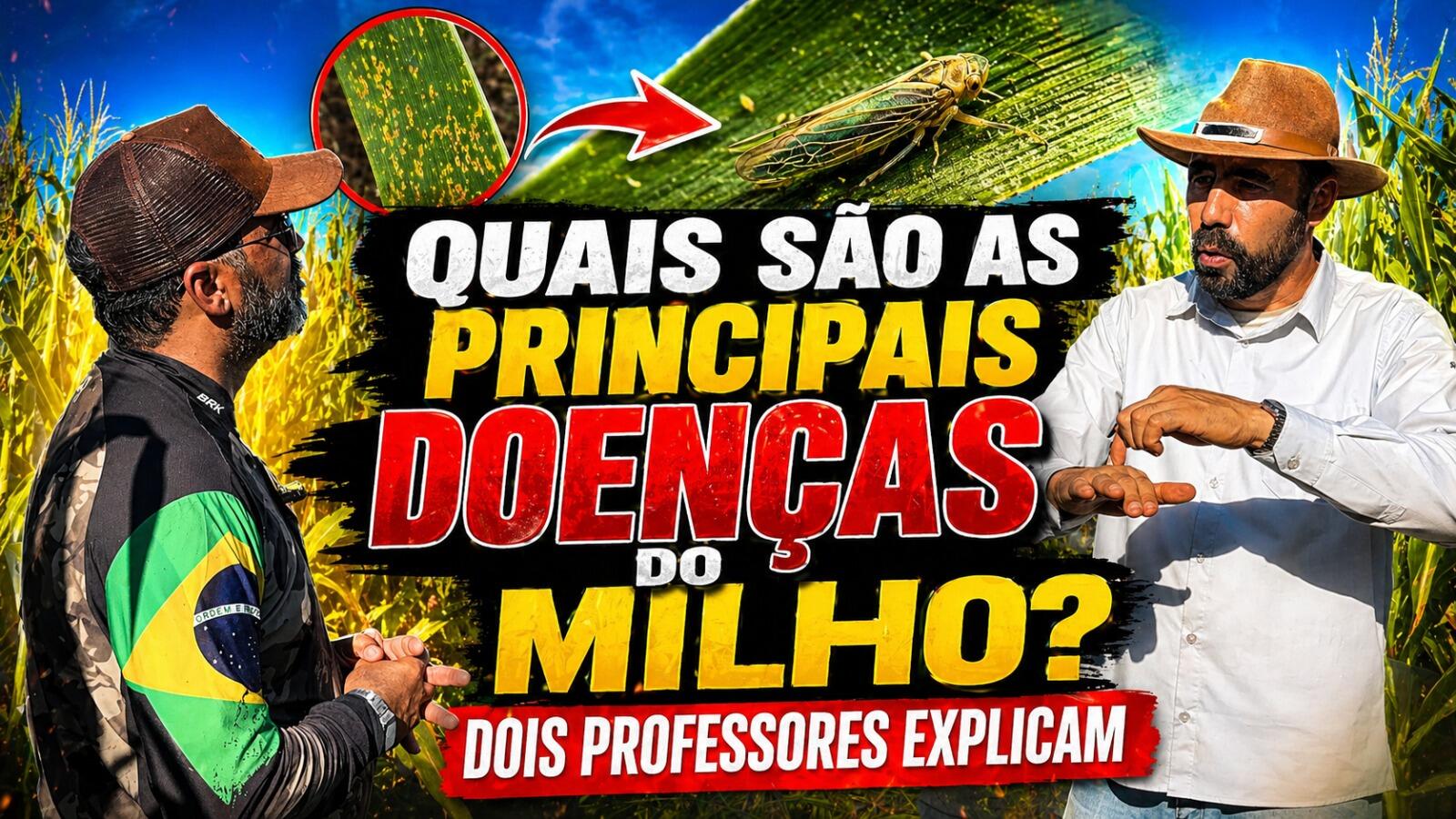 Quais são as principais doenças do milho? Dois professores explicam