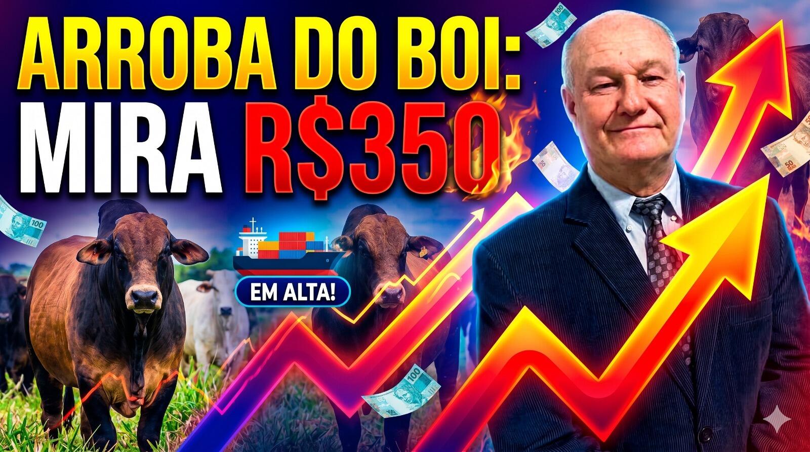 Arroba do boi: mercado paulista mira R$350 com exportações “bombando”