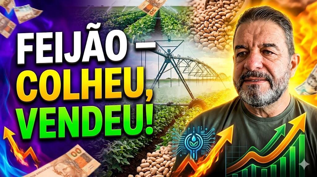 Feijão – Colheu, vendeu! A estratégia para garantir lucro no irrigado