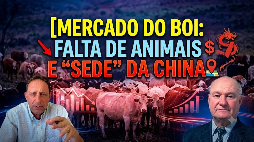 Mercado do boi: falta de animais e “sede” da China