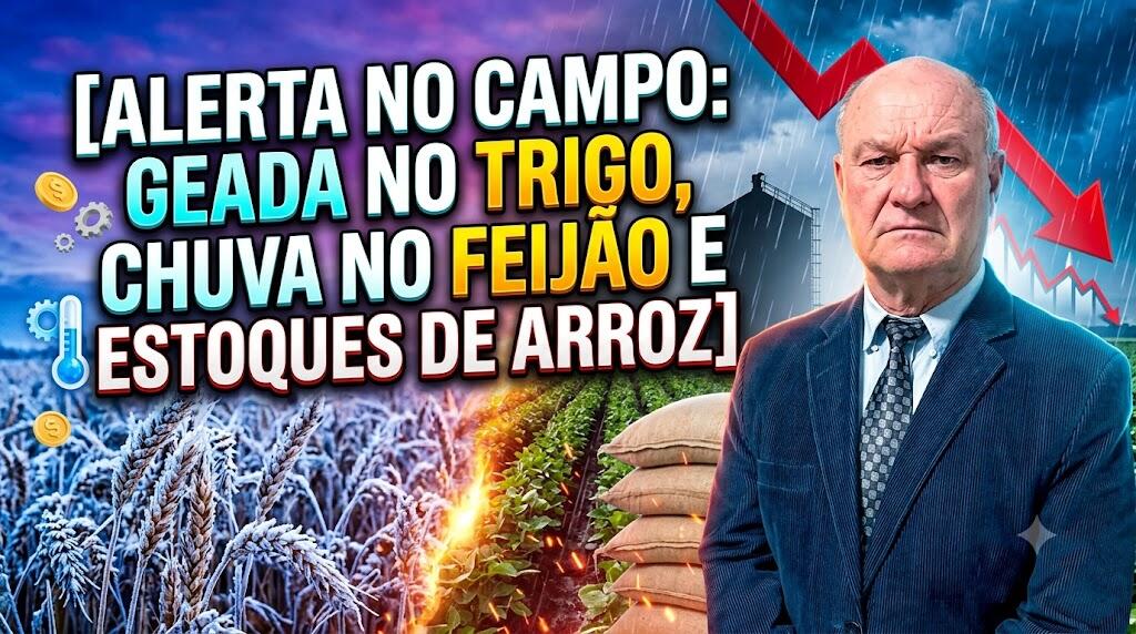 Alerta no Campo: Geada no Trigo, Chuva no Feijão e Estoques de Arroz