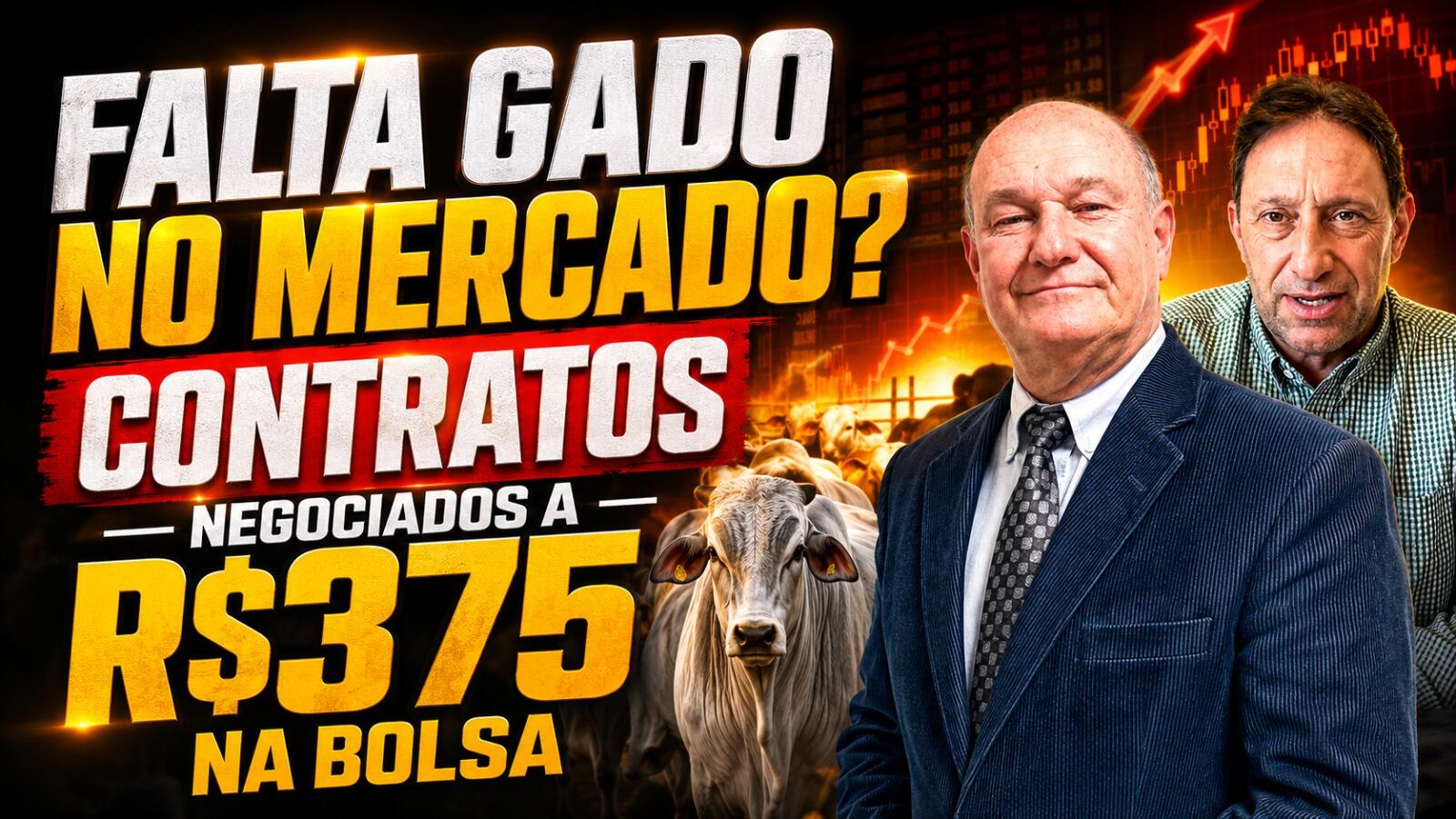 Falta gado no mercado? Contratos negociados a R$375 na Bolsa