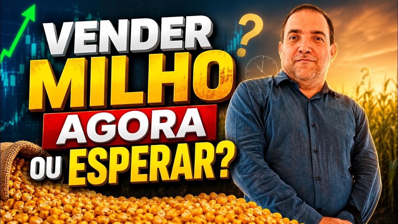 Vender milho agora ou esperar?