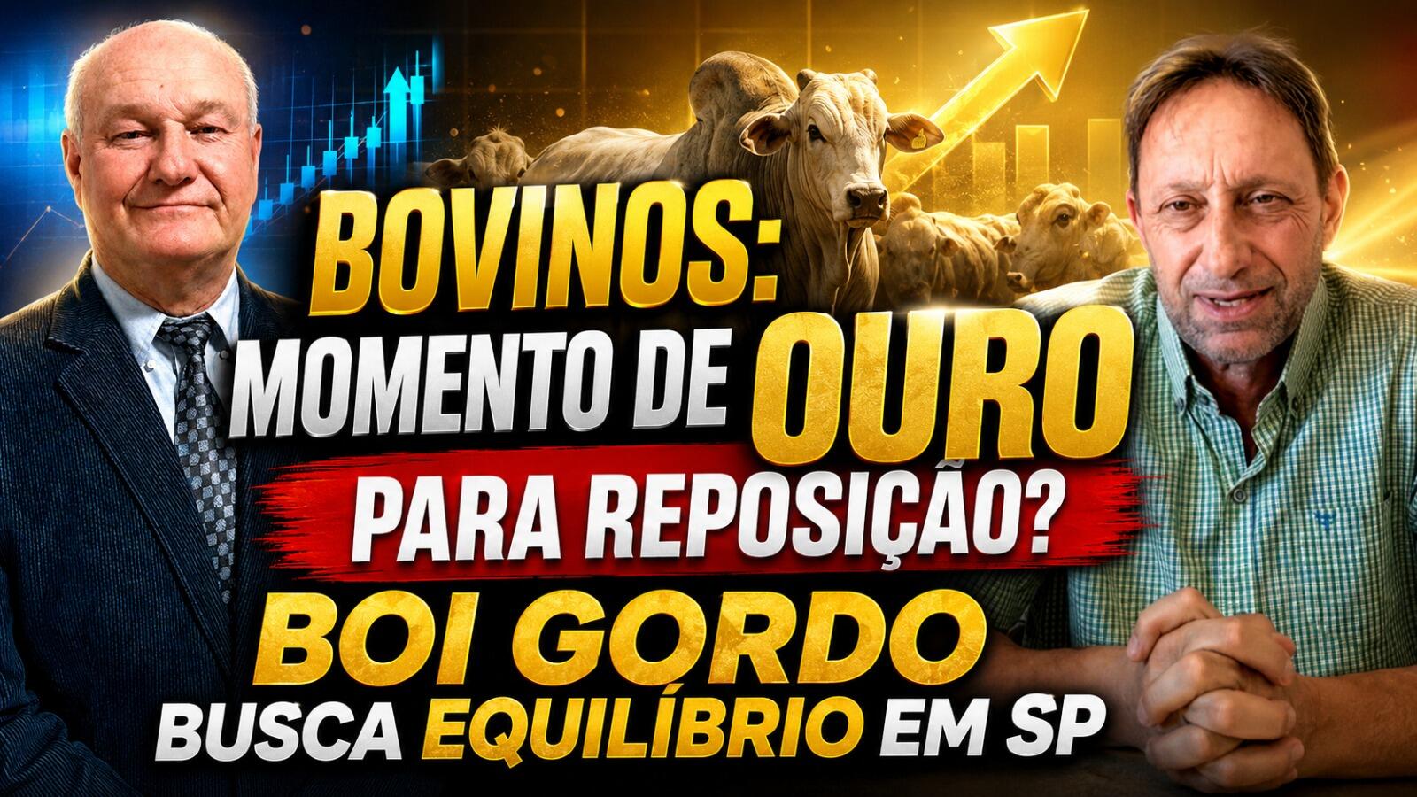 Bovinos: Momento de ouro para reposição? Boi gordo busca equilíbrio em São Paulo