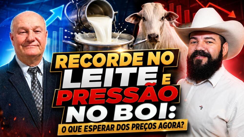Recorde No Leite E Pressão No Boi: O Que Esperar dos Preços?