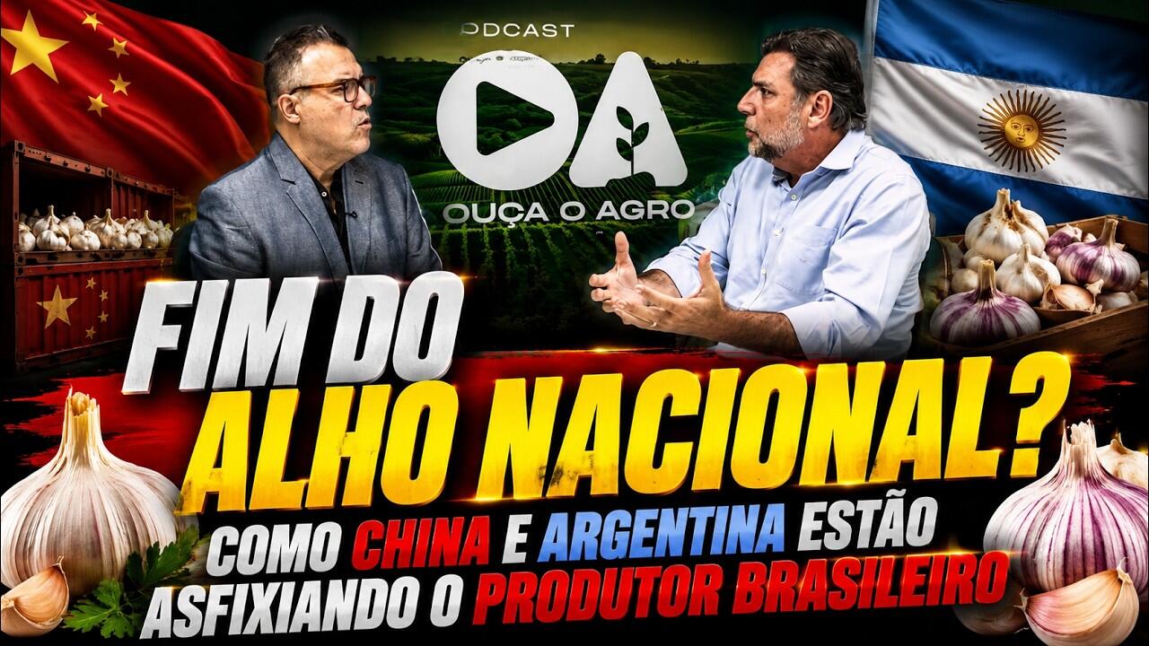 Fim do Alho Nacional? Como China e Argentina Estão Asfixiando o Produtor Brasileiro