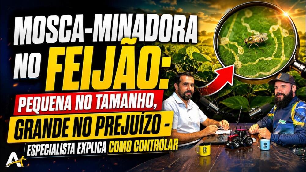Mosca-Minadora no Feijão: Pequena no Tamanho, Grande no Prejuízo – Especialista Explica Como Controlar