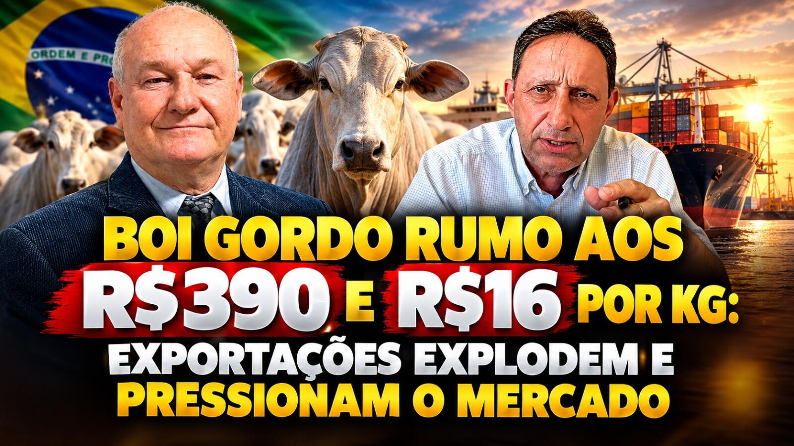 Boi Gordo Rumo aos R$390 e Bezerro a R$16 por kg: Exportações Explodem e Pressionam o Mercado
