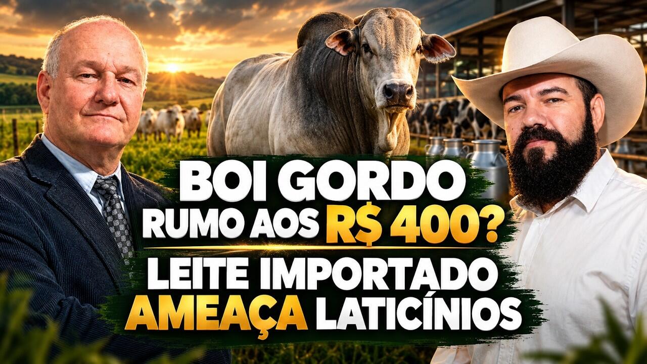 Boi Gordo Rumo aos R$ 400? Leite Importado Ameaça Laticínios