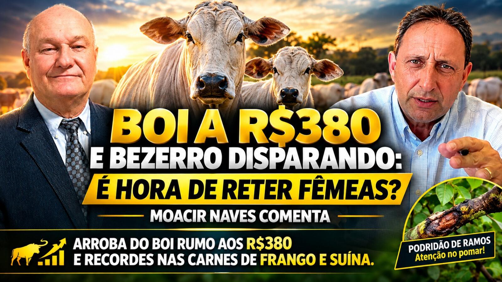 Boi a R$380 e Bezerro Disparando: É Hora de Reter Fêmeas?