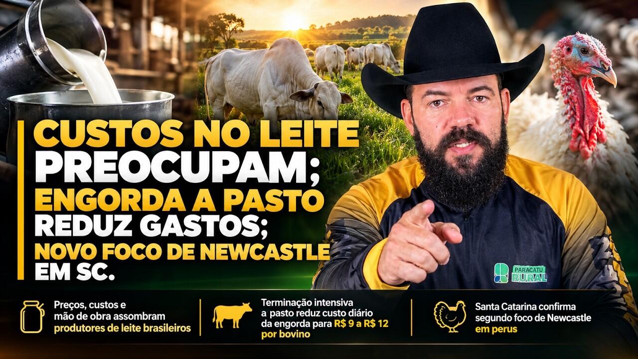 Custos no Leite Preocupam; Engorda a Pasto Reduz Gastos; Novo foco de Newcastle em SC.